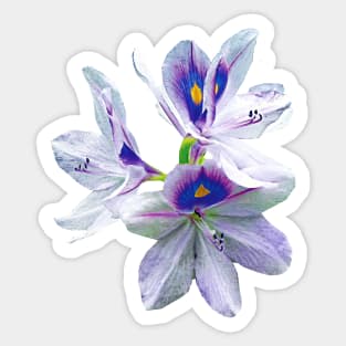 Lavender Water Lilies Sticker